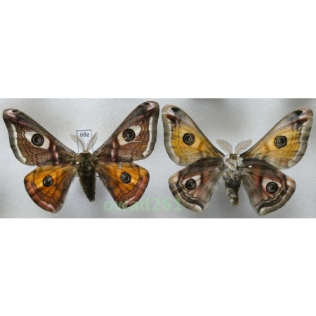 Saturnia pavonia (Linnaeus, 1758) 2xmale Poland68e